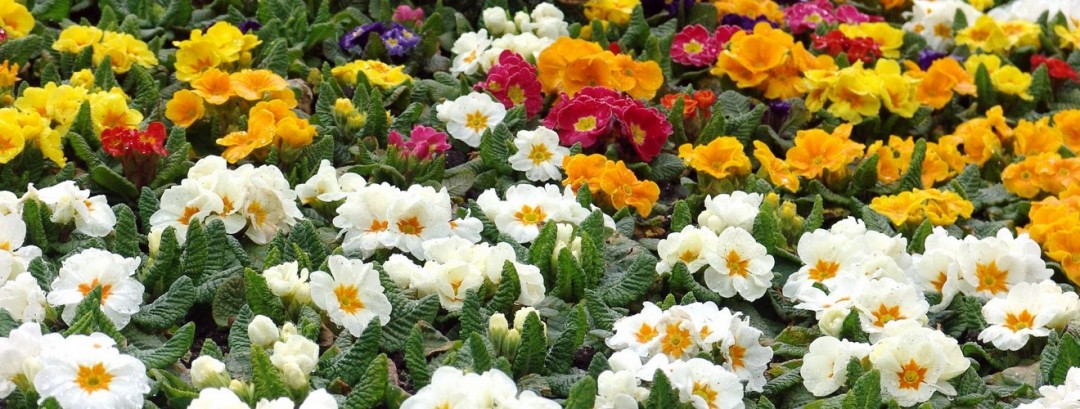 Pubblici Giardini